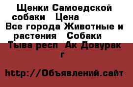 Щенки Самоедской собаки › Цена ­ 25 000 - Все города Животные и растения » Собаки   . Тыва респ.,Ак-Довурак г.